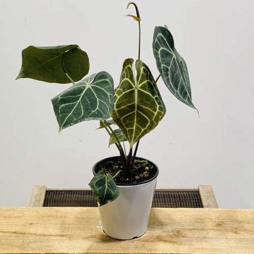 Amazon Co Jp おしゃれ 観葉植物 アンスリウム クラリネルビウム プラポット ホーム キッチン