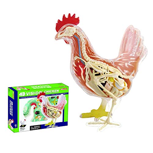 heling896 Modelo De Anatomía Animal, Modelo De Anatomía del Pollo, Modelo De Anatomía del Perro, Juguete para Perros 4D Vision, Kit del Modelo del Torso Animal Anatomy, Juego De Escritorio para Niños
