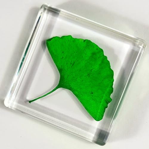 Image of 48mm Real Green Ginkgo Biloba Leaf in Crystal Clear Lucite Resin Specimen Dried Pressed Botanist Herb Herbarium Crafts Collection for Botany Science Education & Desk Ornament Display Supplies