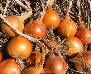 Australian Brown onion 100 seeds
