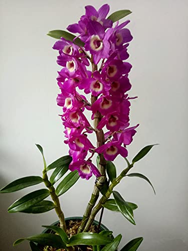 Live Plant Orchid Insanity - Dendrobium Orchid - Cattleya Orchid,The Easiest Orchid on Earth, Very Easy to Grow,Fragrant Blooms - (NOT in Bloom When Shipped) (Den.Red Sir)