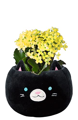 Ԃ̃Mtg JRG  A v[g Mtg a j  Ԕ  L