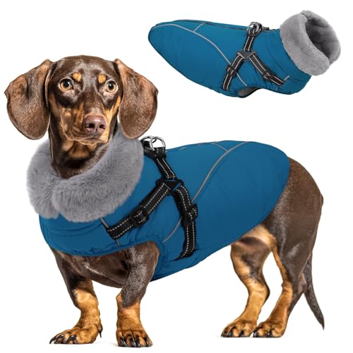 Queenmore Hundejacke Kleine Hunde Winter, Hundemantel Reflektierend Wasserdicht, Hunde Fleecemantel für Dackel/Cockapoo/Spielzeugpudel/Welpen(Coelinblau, S)