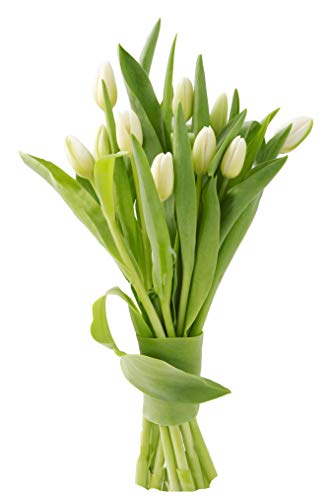 Image of KaBloom PRIME NEXT DAY DELIVERY - Bouquet of Fresh White Tulips| Fresh For Delivery Prime.Gift for Birthday, Sympathy, Anniversary, Get Well, Thank You, Valentine, Mother's Day Fresh Flowers