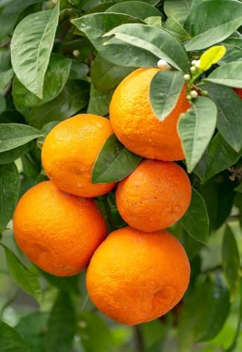 Image of All-Time 12 Months Hybrid GRAFTED Darjeeling Orange Plant Live Fruit Plant Original & Authentic Organic Tree for Outdoor Fast-Growing Fruit Plant Home Gardens Pack Of-1