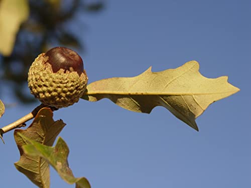 Red Oak Tree Plant Live For Planting, 2 To 3 Ft In Tall #TOP3