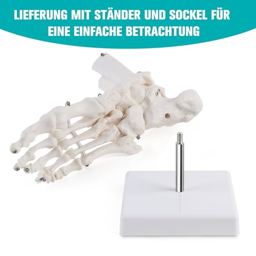 Modèle squelette du pied droit ERWEY articulé avec support pour observation médicale précise