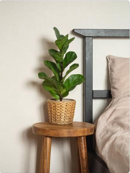 Ficus Lyrata Healthy Indoor Live Plant Fiddle-Leaf Fig Plant | Living Room & Home Decor With Black Pot (Pack Of 1)-image-1
