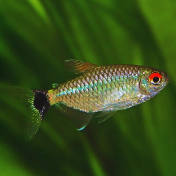 Aquaticheavens Red Eye Tetra ((Pack of 8 Fish...