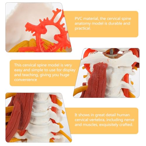 Modèle d'enseignement colonne cervicale humaine en PVC pour formation médicale - 3