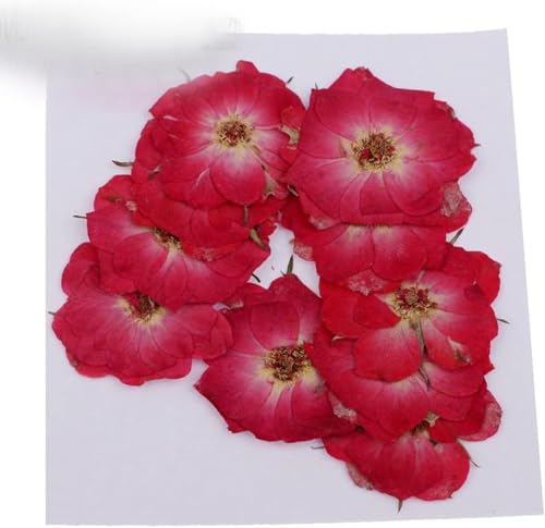 Flores Secas Naturales para Decoración DIY 10 piezas miniatura 6