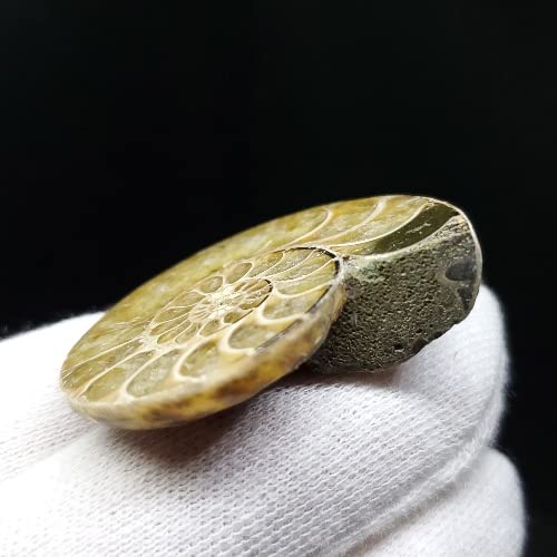 極美品マダガスカルのアンモナイト化石　2点セット　本物保証　希少　送料無料 高 品質ホビー・楽器・アート - 極美品マダガスカルのアンモナイト化石