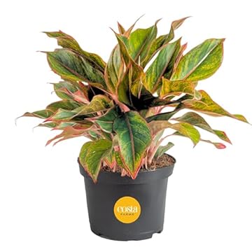 Top 5 Tall Indoor Plants That Thrive in Low Light Conditions 2 best tall indoor plant low light