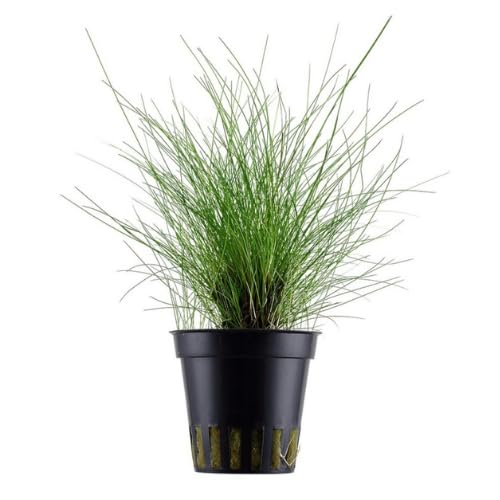 Massive Selection of Live Potted Aquatic Plants Tropical Aquarium Easy Anubias (59. Eleocharis Acicularis 5cm Pot)