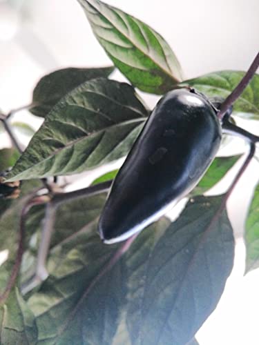 Count Dracula Chilli Seeds - 10 Fresh Seeds - Heirloom Hot Pepper Plant Seeds Dark Purple Foliage Ornamental Pepper for Indoor Outdoor Gardens Spicy Capsicum annuum Vegetable Seed Packet