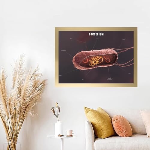 Image of Taanfu Body Educational Learning Anatomy Posters ，Bacterium Art Bacterium Villi Anatomy Art Poster Digestive System Organs Illustration Small Intestine Physiology Anatomy Wall Art Villi