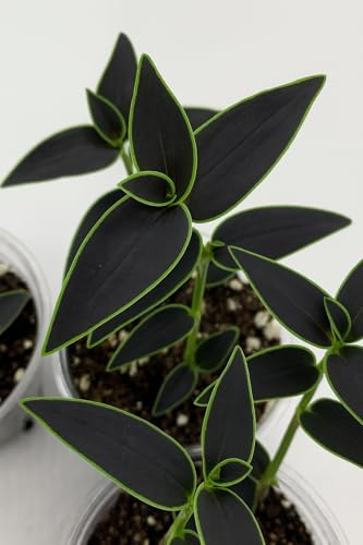 Dark Desire Wandering Jew Cuttings to Grow (4 Cuttings) -