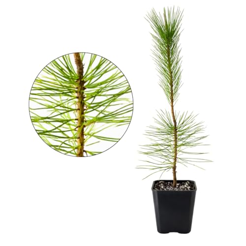 My Shelfie - Japanese Black Pine Bonsai Tree, Tall Bonsai Tree Live, Live Plants for Outdoor or...