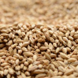 Briess Ashburne Mild Uncrushed Malt - 10 lb. Bag