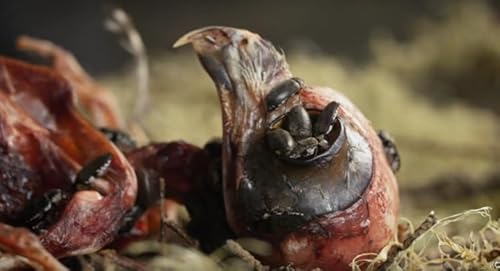 Skull Creations 2,500+ Count Dermestid Beetles Starter Colony - All