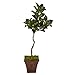 Nearly Natural 57in. Magnolia Artificial Decorative Planter Silk Trees, Green