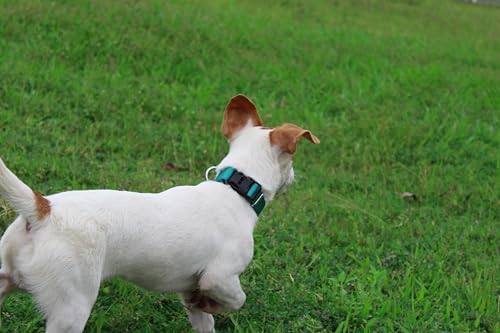 Collar de nylon para perros Mikivery ajustable M teal miniatura 4