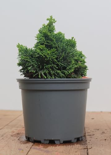 Chamaecyparis obtusa 'Nana Gracilis' 12 cm Topf – Winterhart, Immergrün, Pflegeleicht – Hinoki-Scheinzypresse – Ziergehölz für Steingarten & Bonsai