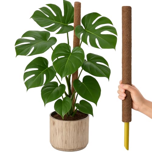 GardenersDream Indoor Climber Plants Kit - Includes Monstera Swiss Cheese Plant and Coir Moss Pole – Healthy, Lively Air Purifying Plants - Great Gift for Plant Lovers