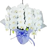 胡蝶蘭 3本立ち お供え仕立て 森田洋蘭園 (メッセージカード、立札可能)