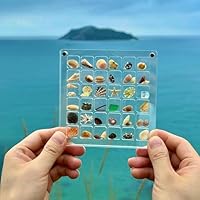 貝の置物 Amazon | [AiO JAPAN] アクアリウム 貝殻 オブジェ 水槽 置物