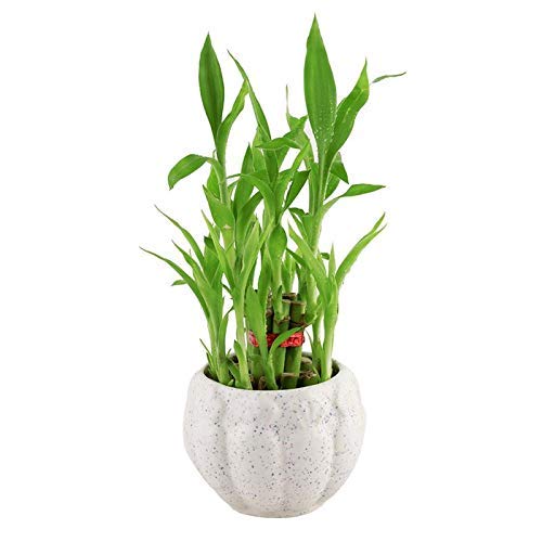 See full amazon price history chart for PHORE 2 Layer Lucky Bamboo Plant in Ceramic Pot PHORE 2 Layer Lucky Bamboo Plant in Ceramic Pot (B08W3F8TGF) Amazon Price History, Amazon Price Tracker
