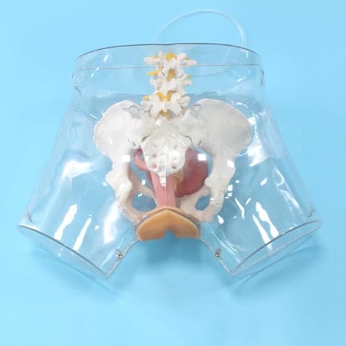 Human Teaching Model, Advanced Catheterization Model Female Teaching Model, Teaching Model, Transparent urethral Catheterization and Scraping Model, for Training Assistance
