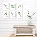 Kitchen Herbs Art Prints - Botanical Prints - (Set of 6) - Unframed - 8x10s | Dining Room Decor - Gifts for Chef or Cook - Restaurant Decor - Rosemary, Thyme, Mint, Parsley, Oregano, and Bay Leaves
