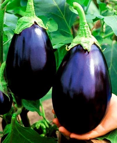 Nayva germination Brinjal Seeds Big Gajraj F1 Hybrid Pack (Pack of 10g) (B082DJSXFB) Amazon Price History, Amazon Price Tracker