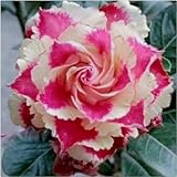 Planta rosa del desierto bulbos,rosa del desierto planta,bulbo rosa del desierto,adenium obesum rosa del desierto,adenium obesum planta,ornamentales,resistentes,parterres,bonsái.-2bulbos-A