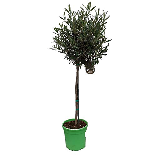 Olivenbaum, krftiges Stmmchen, 100-120cm im Topf, Olea europea :  Amazon.de: Garten