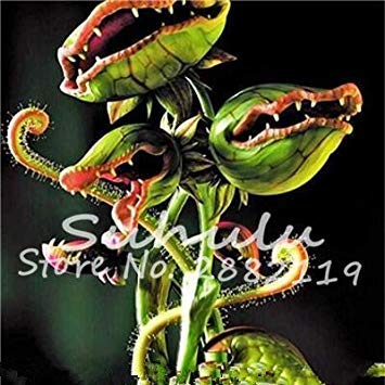 SEMI -10 pz Blue Seed Exoticivorous delle piante Succulente Seed Venus Trap Piante Carnivore facile crescere 18:Seeds Only