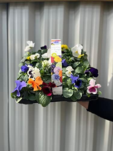 20 Pack Pansies | Garden Ready Plants | Mixed Colours - Yorkshire Grown