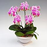 純白の鉢 ビーナスポット 胡蝶蘭 5本立ち ハワイアンマーメイド 森田洋蘭園