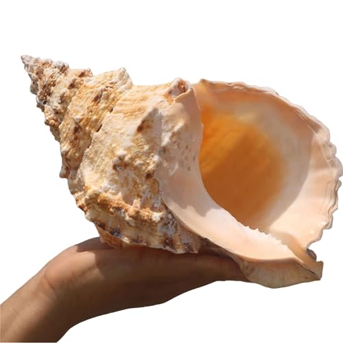 LOJAX Einzigartige große natürliche Muscheln für Hochzeitsdekoration, Heimdekoration, Strand-Mottopartys und Heimwerken(25cm)