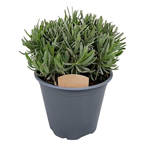 Large Aromatic Lavender Plant for Cooking Cover