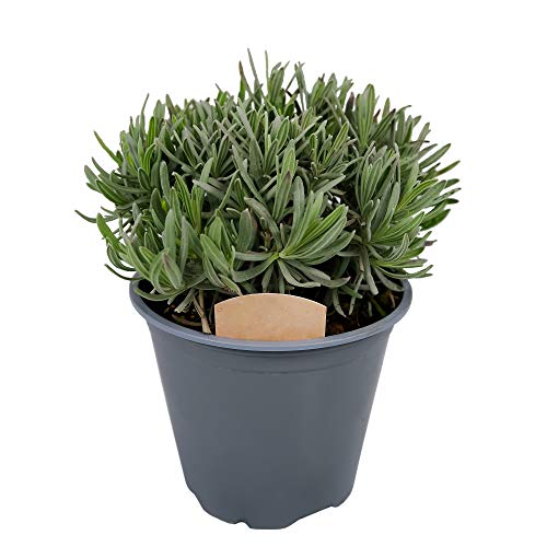 Lavender Plant in a 14cm Pot - Large Herb Plant for Culinary Use - Lavandula Herb Plant