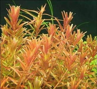 Kleine Rotala/Rotala indica - rotundifolia