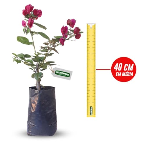 Muda de Primavera Vermelha Bougainvillea + Manual de Plantio