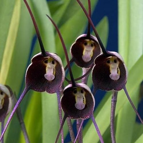 kiskick Semillas de Flores de orquídeas con Cara de Mono Raras, 10 Piezas Semillas de Flores de orquídeas con Cara de Mono Raras Decoración de bonsái en macetas para el jardín del hogar Violeta