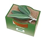 Bull & Bear Mini Pflanzset Salbei Samen Set mit Tontöpfchen mit Salbeisamen und Pflanzsubstrat