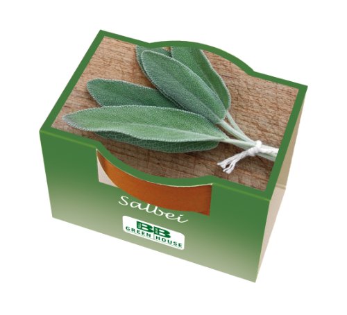 Bull & Bear Mini Pflanzset Salbei Samen Set mit Tontöpfchen mit Salbeisamen und Pflanzsubstrat