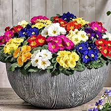 Primrose Mixed Garden Ready Plants x12 Please Note Bowl NOT Included