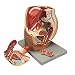 Altay Human Female Half Pelvis Model