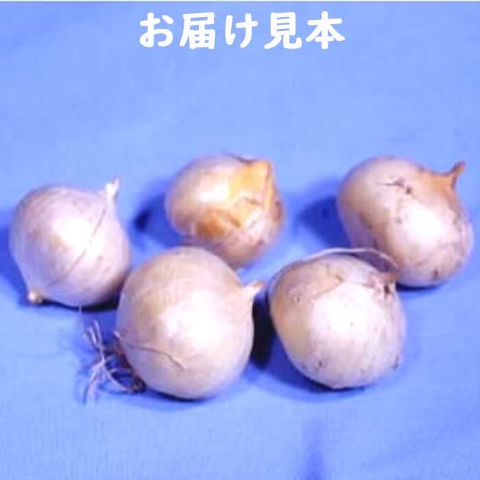 Amazon.co.jp: アリアム アリウム ギガンチューム 球根 1片 ボーダー